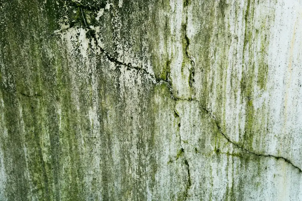 The Coastal Peak Mold Removal Story: Dedicated to Dallas's Health & Safety
